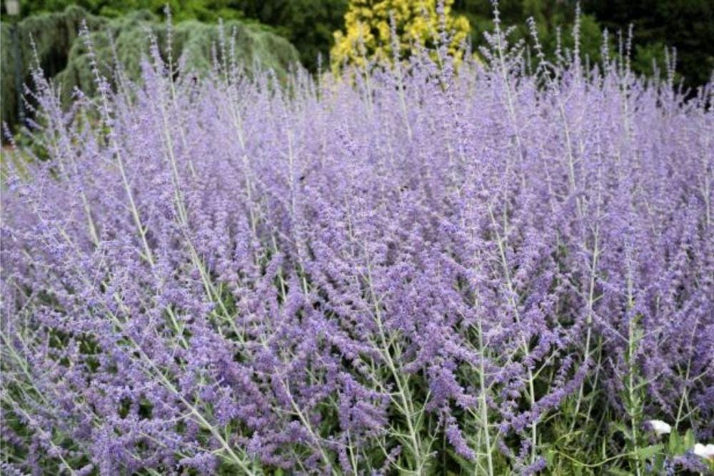 hgtv.com/planting-russian-sage