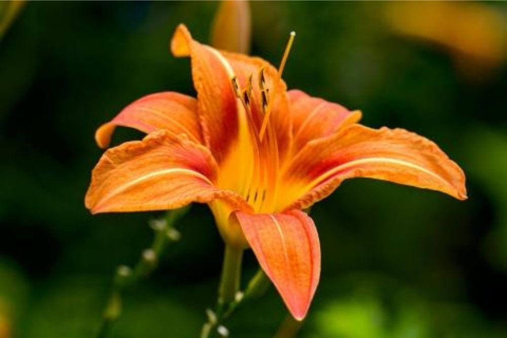 almanac.com/plant/daylilies
