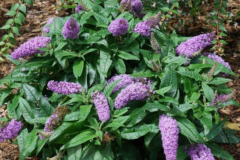 springmeadownursery.com