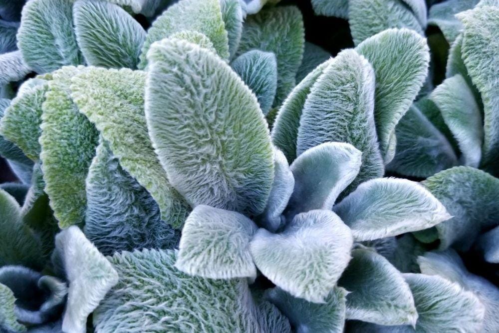 Shutterstock/Khairil Azhar Junos