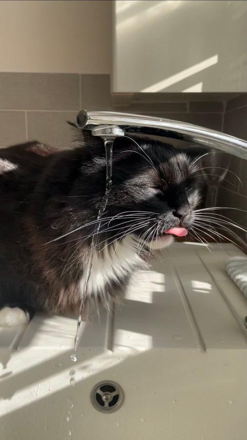 twitter.com/SarahWallis