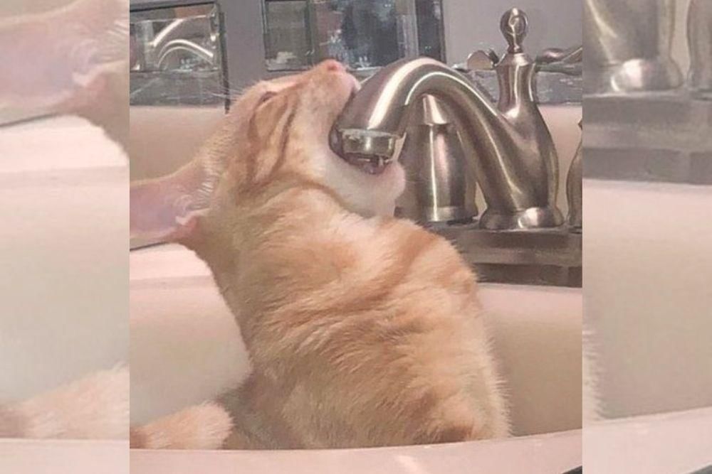 twitter.com/weirdlilguys