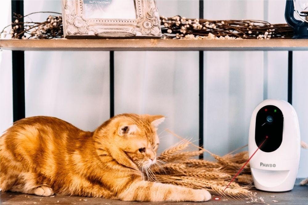 androidauthority.com/best-pet-camera