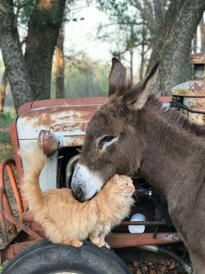 boredpanda.com