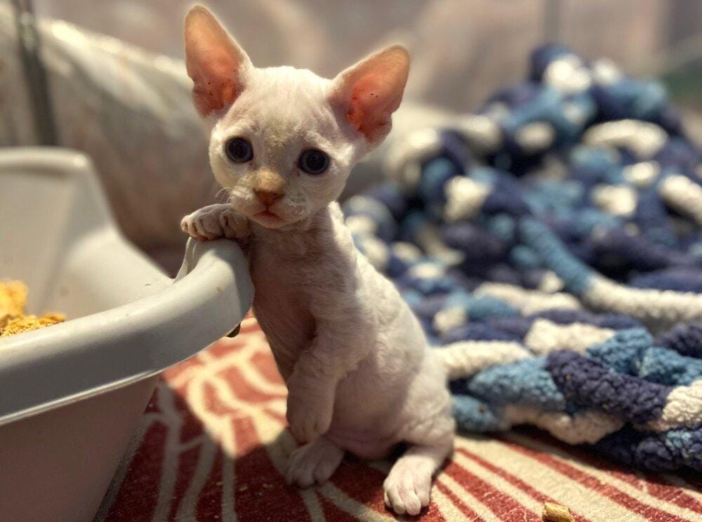 catskillscattery.com