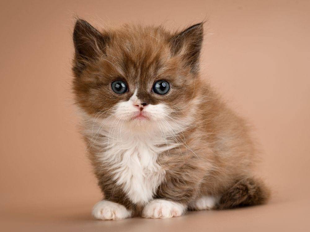 thegoodypet.com