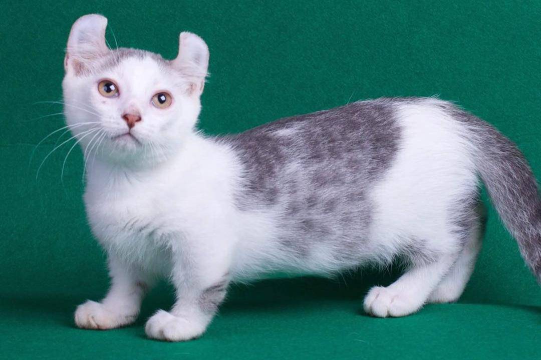 thediscerningcat.com