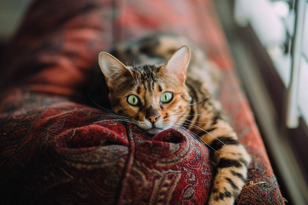 Unsplash.com/Caleb Woods