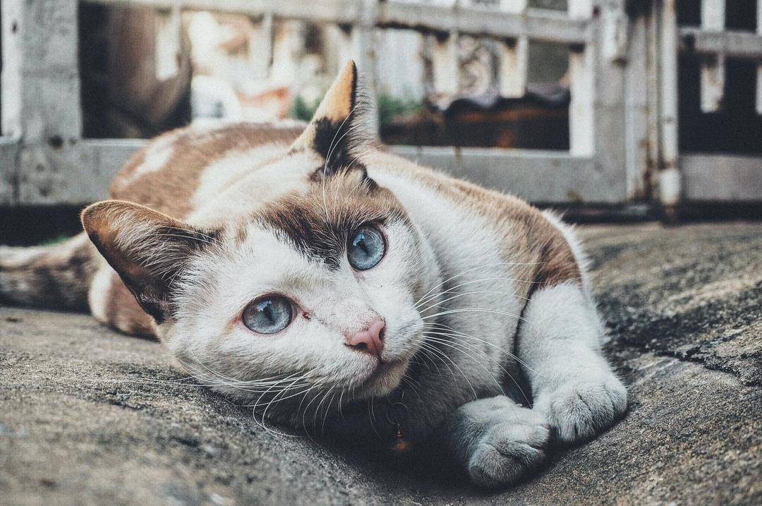 Unsplash.com/Kitsanoo