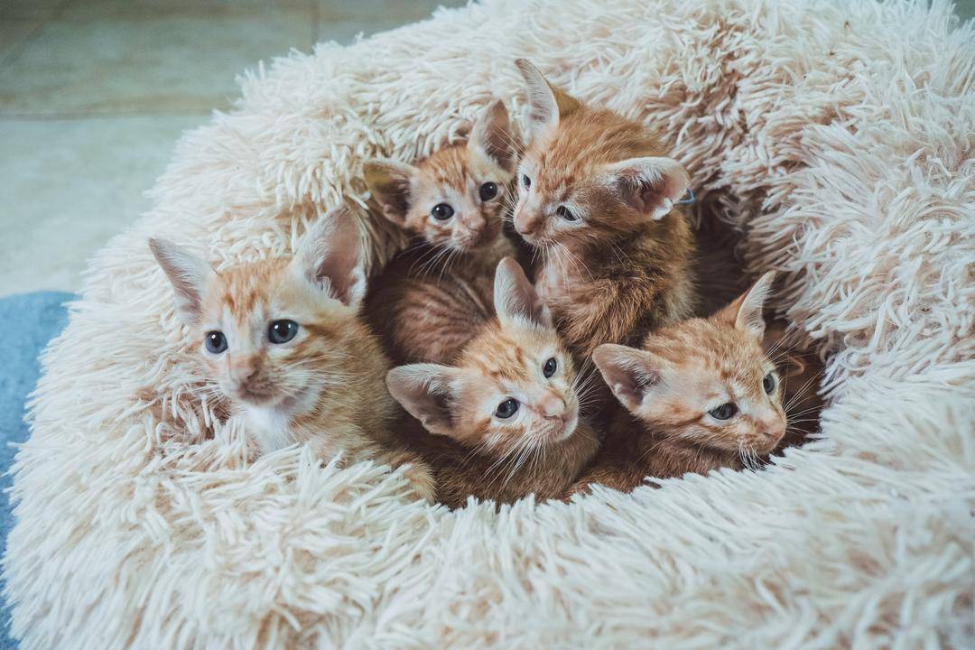 Unsplash.com/Kym Ellis