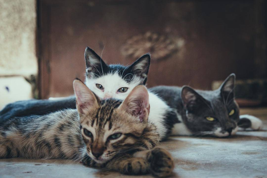 Pexels.com/Mustafa Ezz