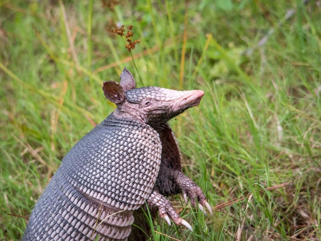 nationalgeographic.com