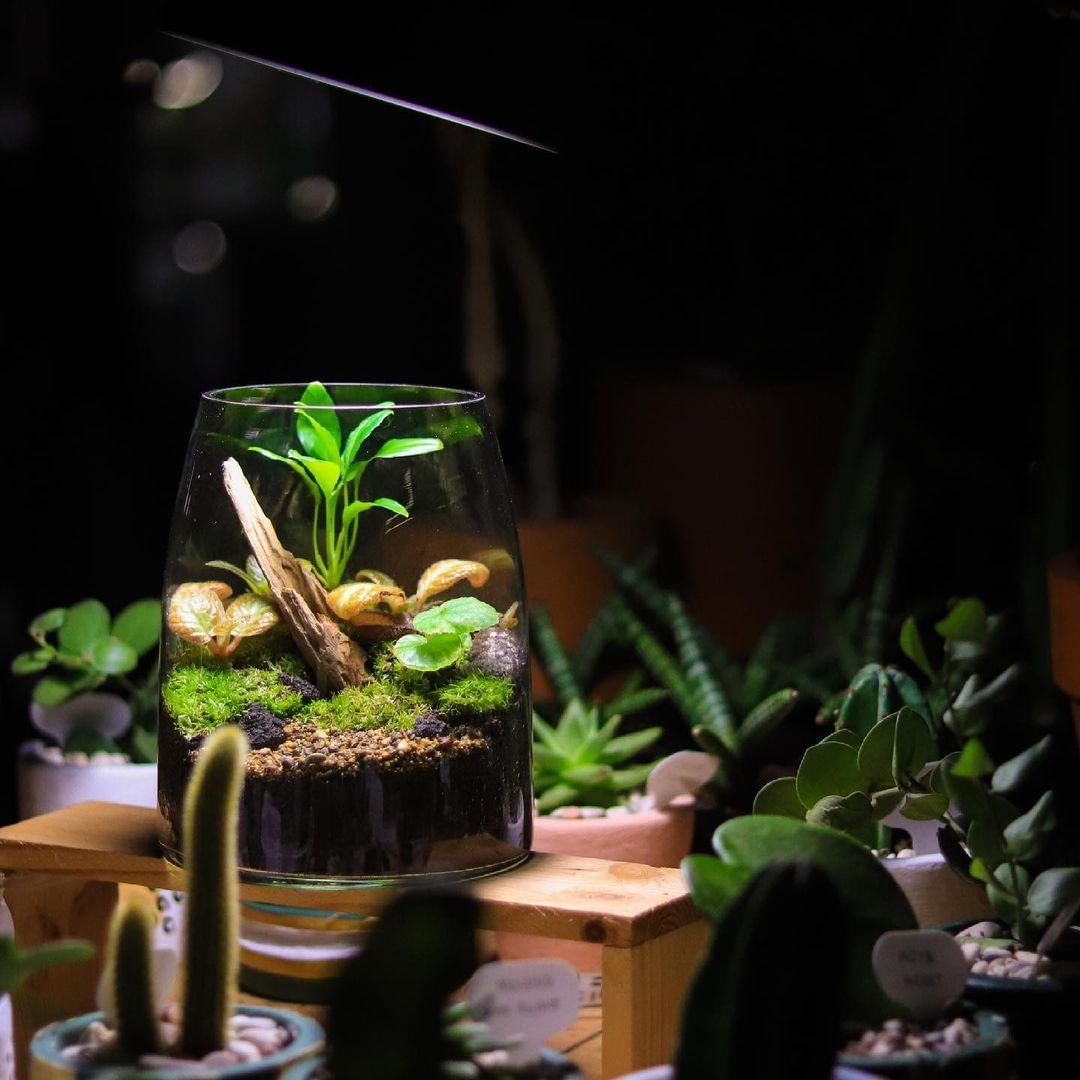 instagram.com/terrariumu