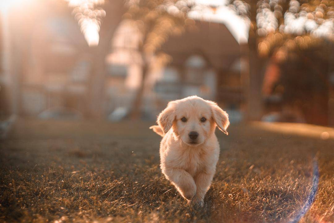 Unsplash.com/Cristian Castillo