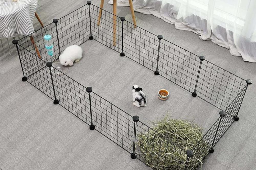 bluecloverrabbitry.com