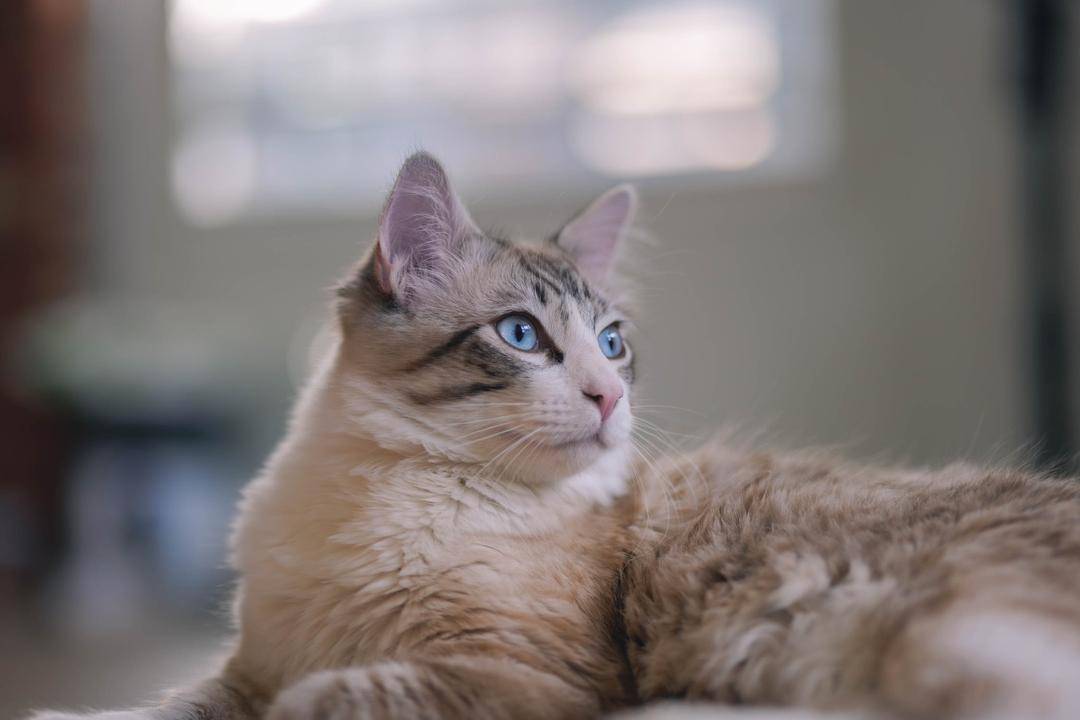 Pexels.com/Owen Mao