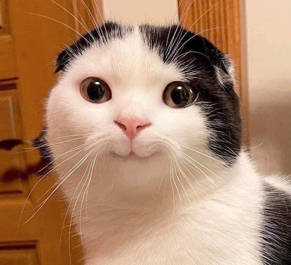 kucing